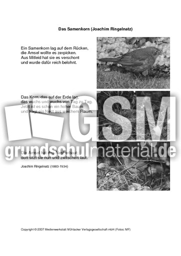 Das-Samenkorn-Ringelnatz-SW.pdf